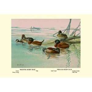    Art Argentine and Peruvian Ruddy Ducks   08678 5