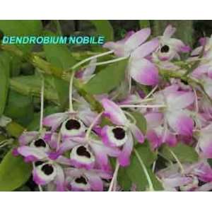 Dendrobium nobile 71S Grocery & Gourmet Food