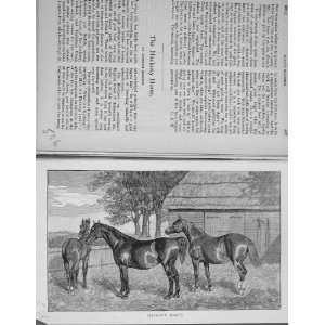  1891 Hackney Horses Mares Breeding BailyS Sport