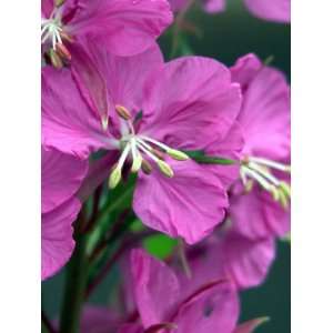  300 FIREWEED / ROS (Great Willowherb) Epilobium 