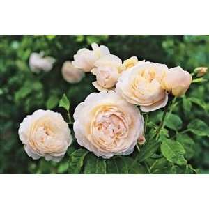  Windermere (Rosa English Rose)   Bare Root Rose Patio 