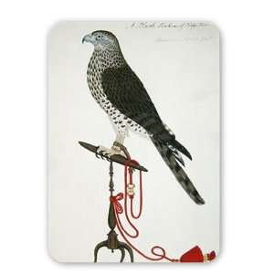  Indian Sparrow Hawk (pen & ink & w/c on   Mouse Mat 