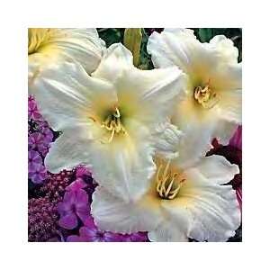  Daylily  Joan Senior **Repeat Bloomers** Patio, Lawn & Garden