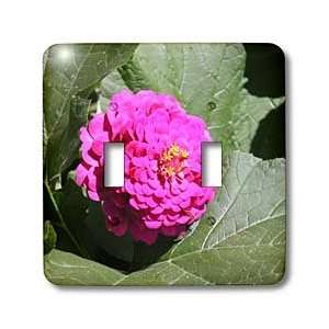   Photography   Beautiful Pink Zinnia   Light Switch Covers   double