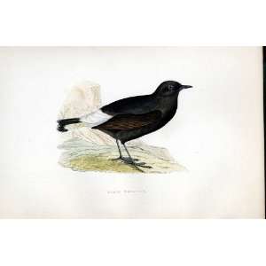  Black Wheatear Bree H/C 1875 Old Prints Birds Europe