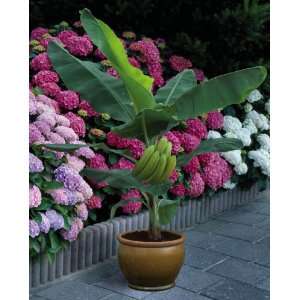  Dwarf Hardy Banana By Collections Etc Patio, Lawn 