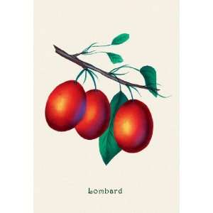  Lombard Plums 24x36 Giclee