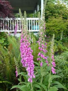 Pacific NW Giant Foxglove Mix 50,000 Seeds Hummingbirds  