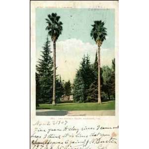  Reprint Riverside CA   Two Stately Palms 1900 1909