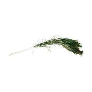  Zucker Feather Peacock Eye Feathers 3/Pkg Natural B458/3 