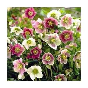  Helleborus Mix