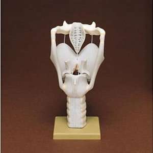 Somso(r) Human Larynx Model  Industrial & Scientific