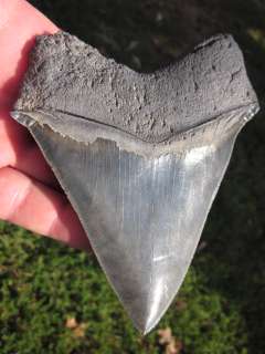 MEGALODON SHARK Tooth Megladon Fossil Teeth USA  