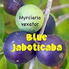 Beautiful BLUE JABOTICABA TREE LIVE RARE FRUIT Tree Seedling Myrciaria 