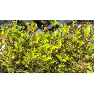 Cape Jasmine Florida Gardenia jasminoides 5 Starter Plants 