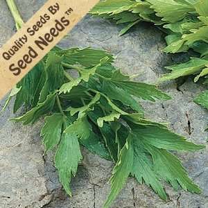  350 Seeds, Lovage Herb (Levisticum officinale) Seeds by 