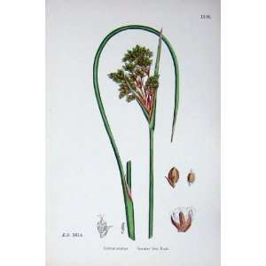  Botany Plants C1902 Greater Sea Rush Juncus Acutus