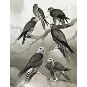  Eagles Hawks & Falcons Grey Kestrel Color Plate C1898 