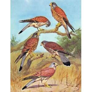  Eagles Hawks & Falcons Common Kestrel C1898 Plate Color 