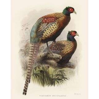 Daniel Giraud Elliots Pheasants (Phasianidae) 2 007 Phasianus 