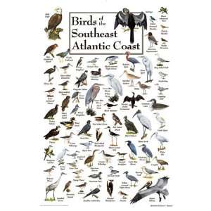 Birds of the South Atlantic Coast Jigsaw Puzzle 550pc 