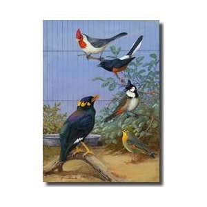  Colorful Birds Sit Perched On Twigs Giclee Print