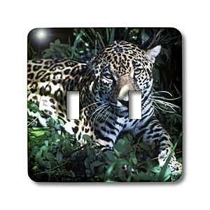  Kike Calvo Animals   Jaguar, endangered species, Belize 