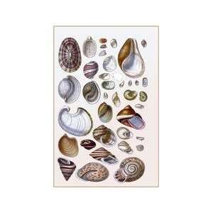  Shells Gasteropoda and Trachelipoda 20x30 poster