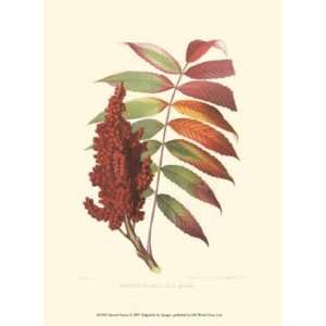  Smooth Sumac by Unknown 10x13