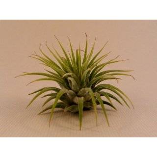   Great Little Houseplant By Hinterland Trading Free Pack of
