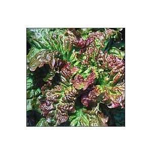  Lettuce, Susans Red Bibb Patio, Lawn & Garden
