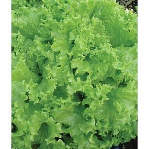  Lettuce, Slobolt Organic 1 Pkt. (500 Seeds) Patio, Lawn 
