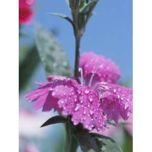  Close Up of Droplets of Dew on Blossoming Pink Flowers in 