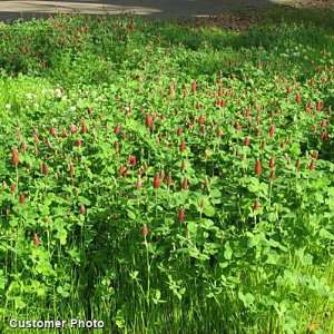  Crimson Clover Seeds Patio, Lawn & Garden