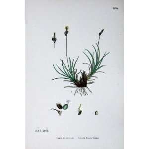  Botany Plant C1902 Silvery Heath Sedge Carex Ericetorum 
