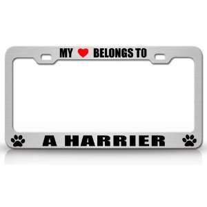 MY HEART BELONGS TO A HARRIER Dog Pet Steel Metal Auto License Plate 