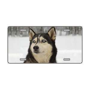  Dog Pet Novelty License Plates  Full Color Photography License Plates