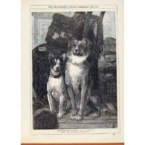  London Almanack 1880 Strangers & Pilgrims Dogs Print