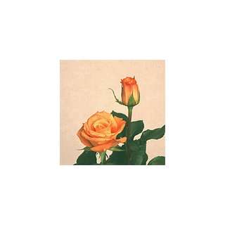  200 Premium Long Stem Roses Orange Patio, Lawn & Garden