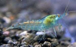 Adult Blue Pearl Shrimp   cherry, crystal red CRS  