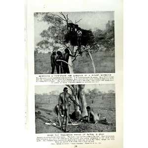  c1920 TREE GRAVE AUSTRALIA ABORIGINES WARRAMUNGA