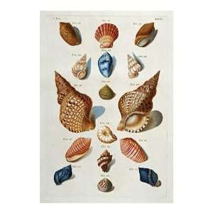   Regenfuss   A Selection Of Seashells Giclee Canvas