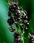  for Black Amber Sugar Cane/ Sorghum Seed