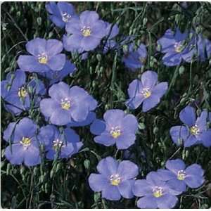  Blue Flax  100 Seeds Patio, Lawn & Garden