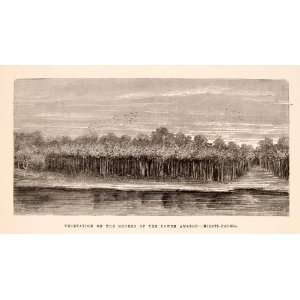  1875 Wood Engraving Vegetation Lower  River Brazil 