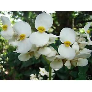  Begonia sericoneura  Species w/ white flowers 100 seeds 