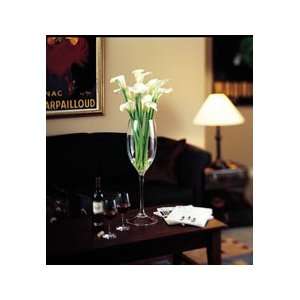  COLOSSAL CHAMPAGNE GLASS@