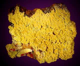 Lovely Yellow Gold MIMETITE Crystals Mapimi Mexico  