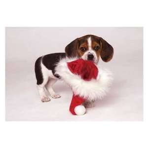  Santa Hat Surprise Christmas Card   Dogs And Puppies 