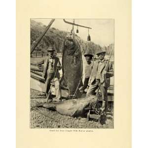  1907 Print Avalon Black Sea Bass Fishing Fisherman Fish 